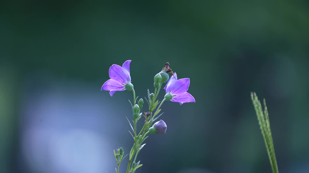 气球花(桔梗)/韩国大田视频素材