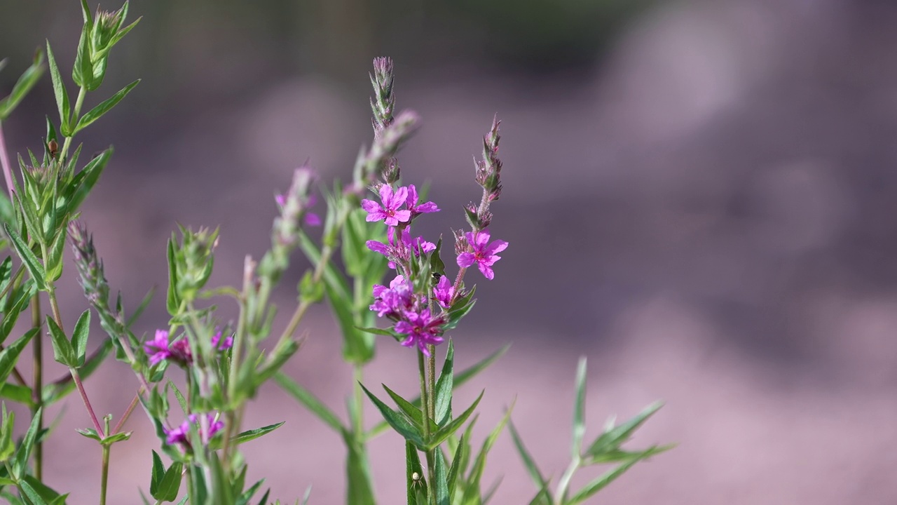 Loosestrife (Lythrum anceps) /韩国大田视频素材