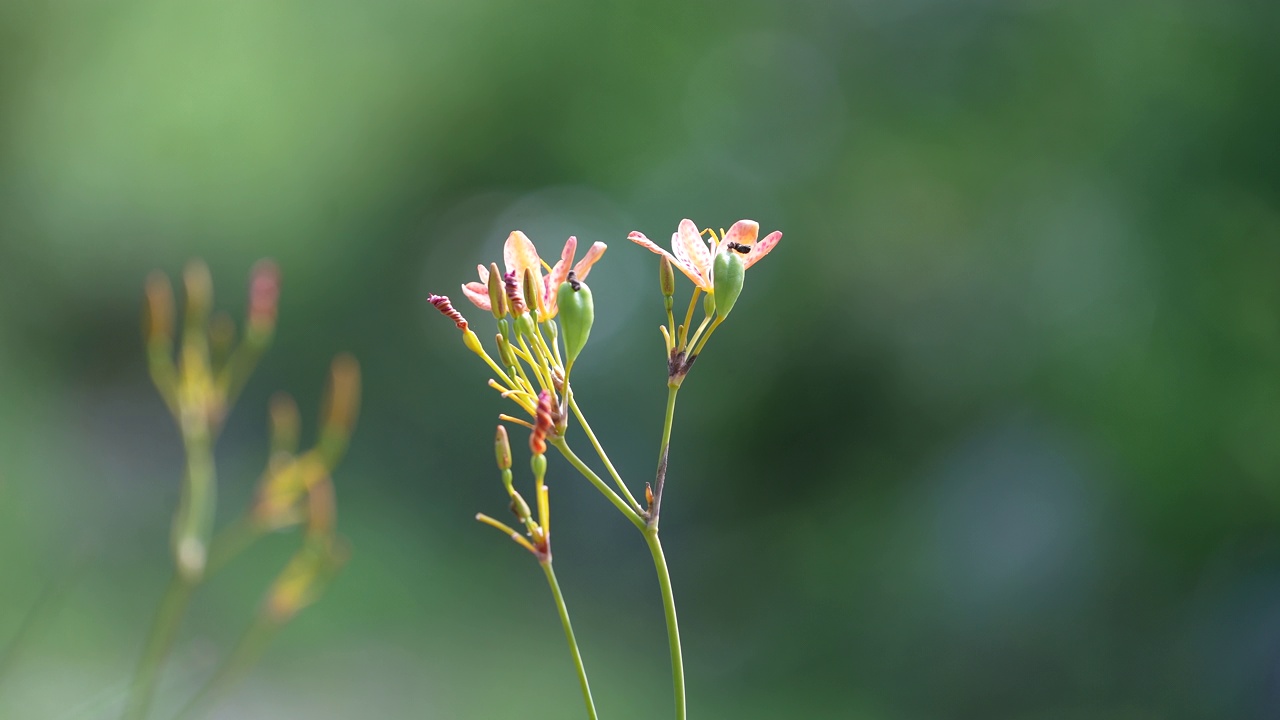 黄花菜(萱草)/大田，韩国视频素材