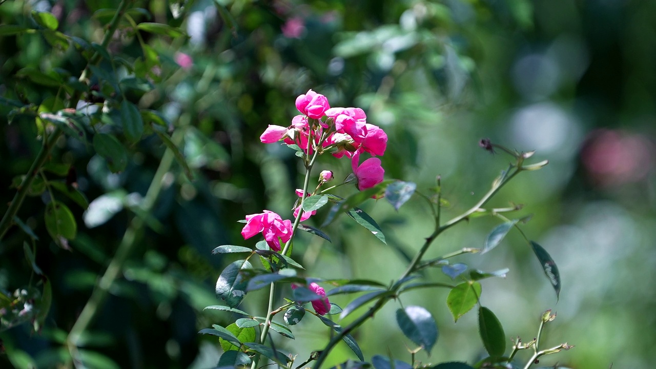 刺玫瑰(Rosa acicularis) /韩国大田视频素材