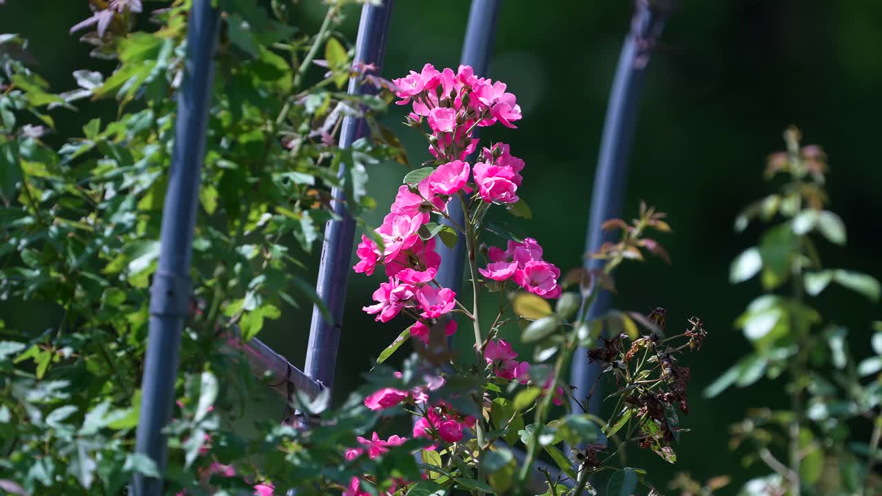 刺玫瑰(Rosa acicularis) /韩国大田视频素材