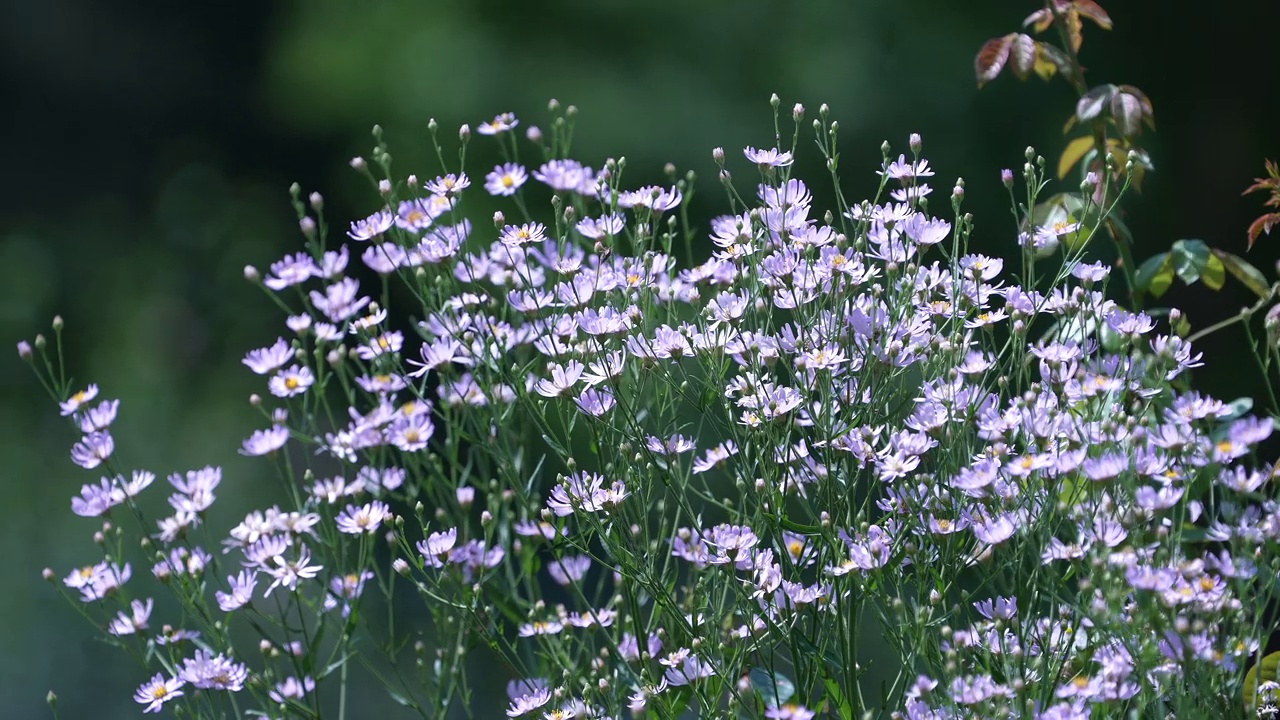 紫菀花/韩国大田视频素材