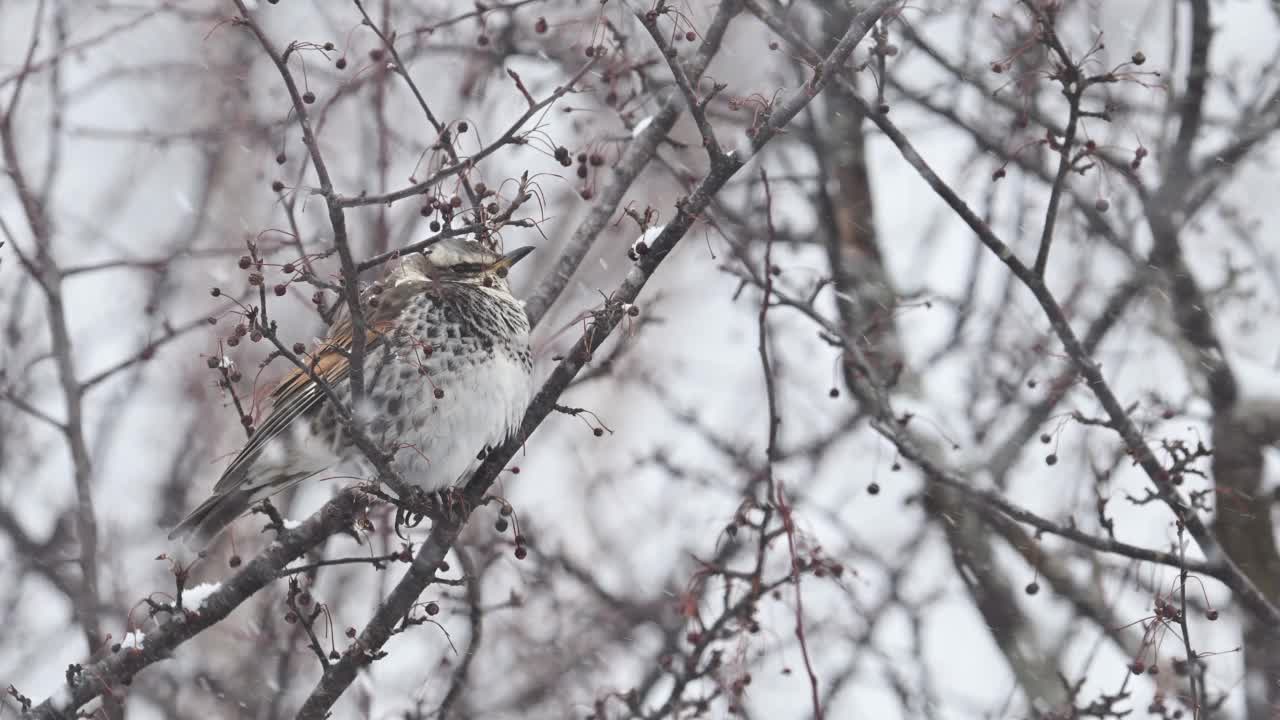 雪中昏暗的画眉(慢动作)视频素材