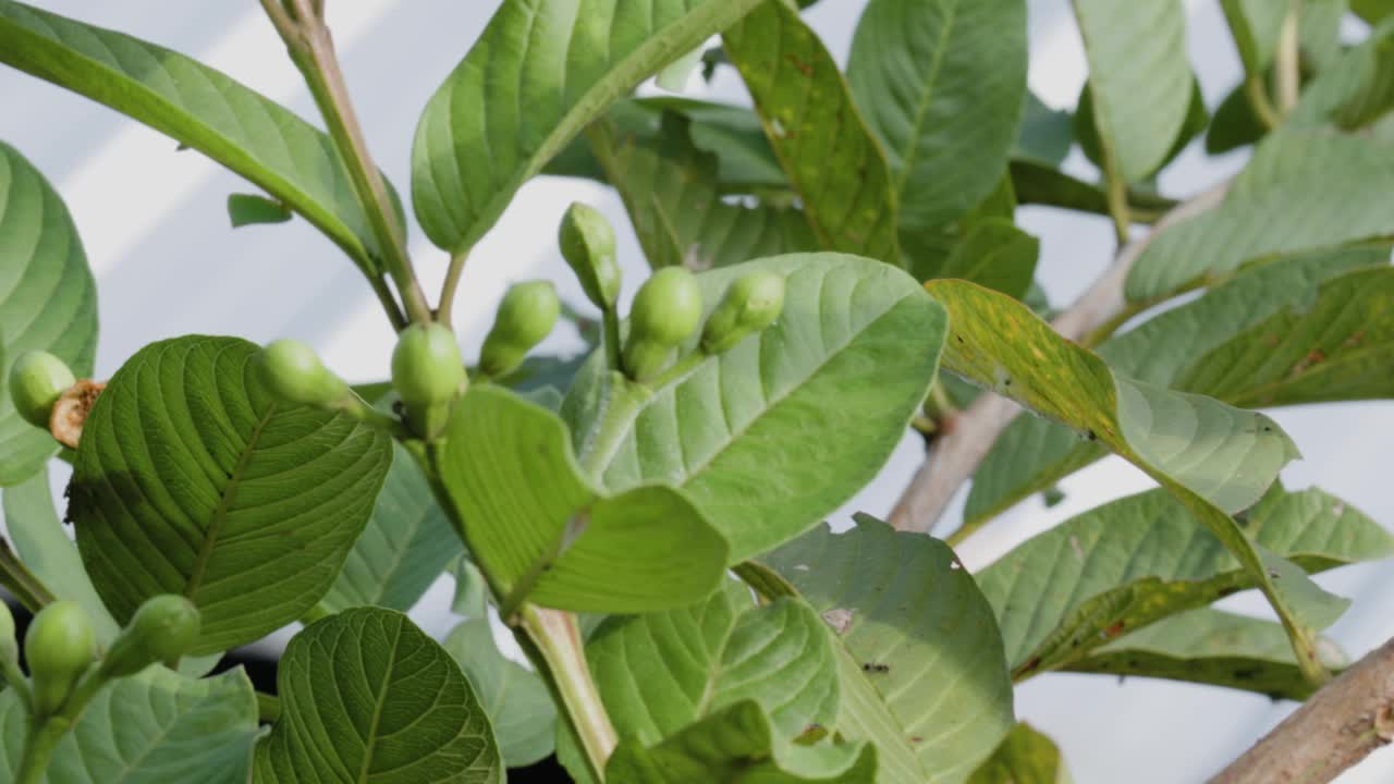 番石榴花蕾的枝头和蚂蚁的影子来回穿梭视频素材