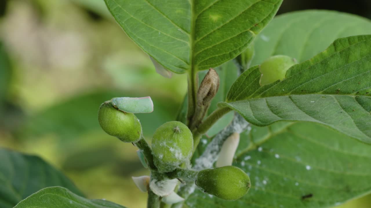 白跳蚤(烟粉虱属)栖息在花蕾中的番石榴枝上视频素材