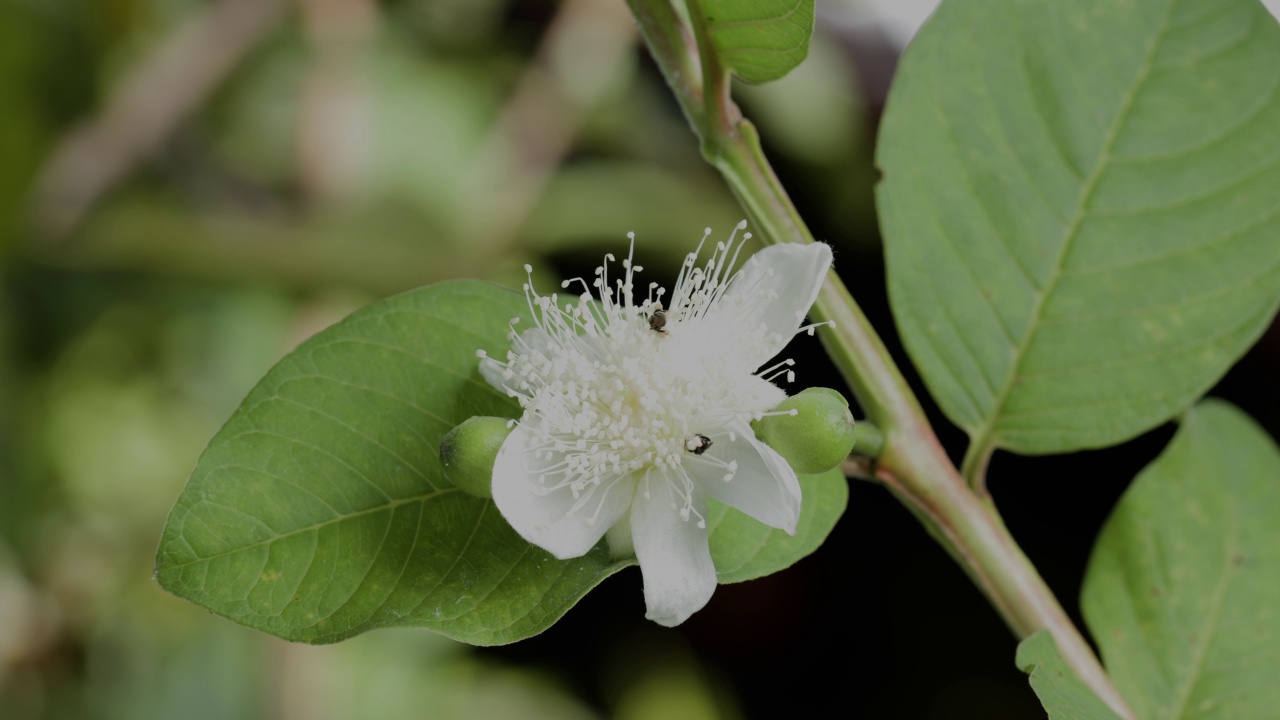 一只名叫Apis Trigona的小蜜蜂正在盛开的番石榴花中寻找蜂蜜视频素材