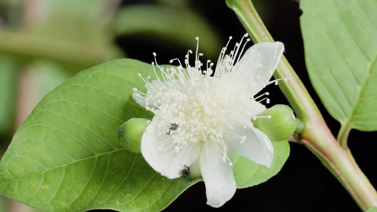 一只名叫Apis Trigona的小蜜蜂正在一朵盛开的番石榴花中寻找蜂蜜，这时一只大蜜蜂过来了视频素材