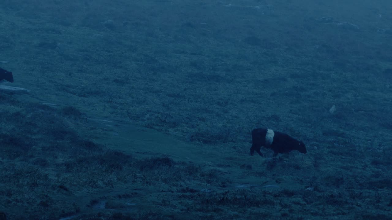 奶牛在晚上的暴雨中越过山坡视频素材