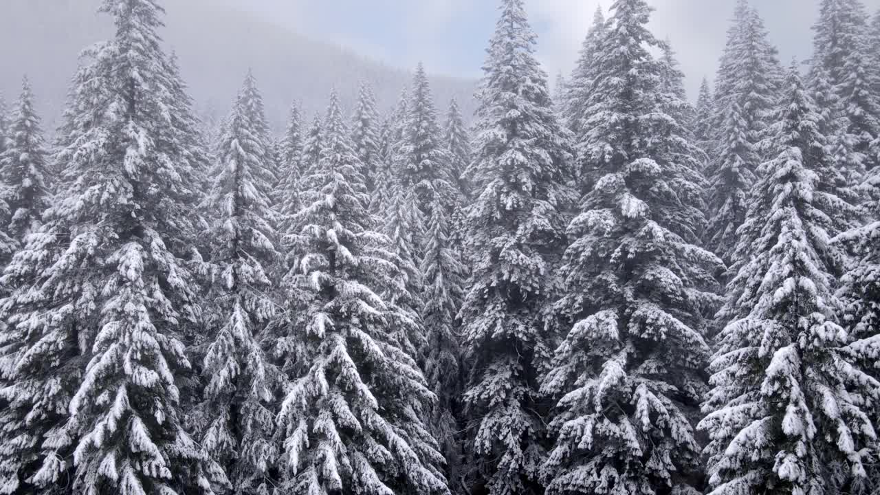 飞越俄勒冈州白雪覆盖的森林视频素材