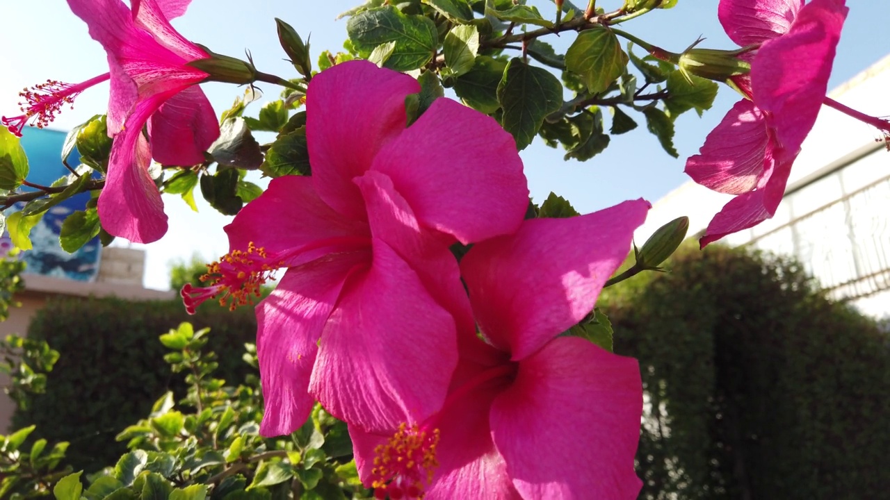 红色芙蓉花特写。红色芙蓉花细节。视频素材