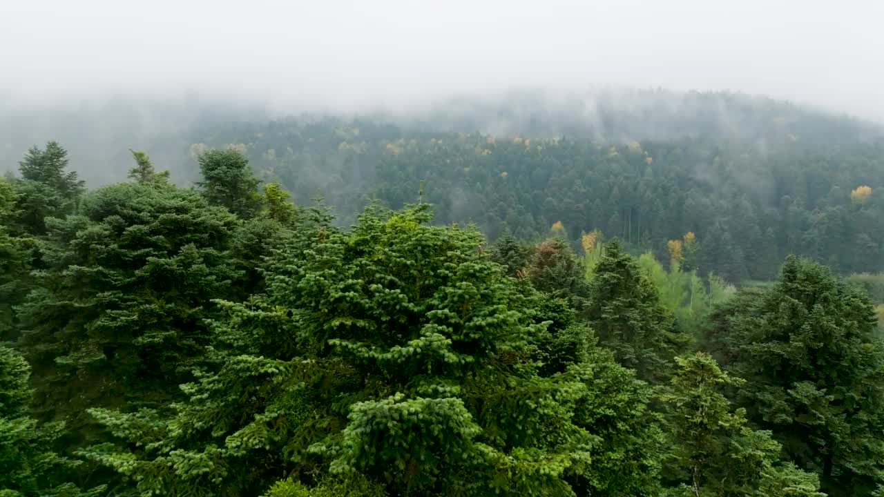 土耳其的热门地点，Gölcük博鲁自然公园，湖边的房子，雾天的湖边房子，湖边的乡村房子，森林中的孤独的房子，最美丽的房子，博鲁abant golcuk视频素材