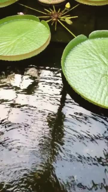 禅意自然放松水景视频下载