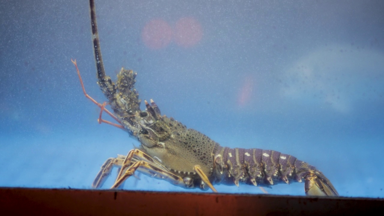 水族馆里待售的龙虾，水族馆里的小龙虾，餐馆里水族馆里有爪子的活龙虾视频素材