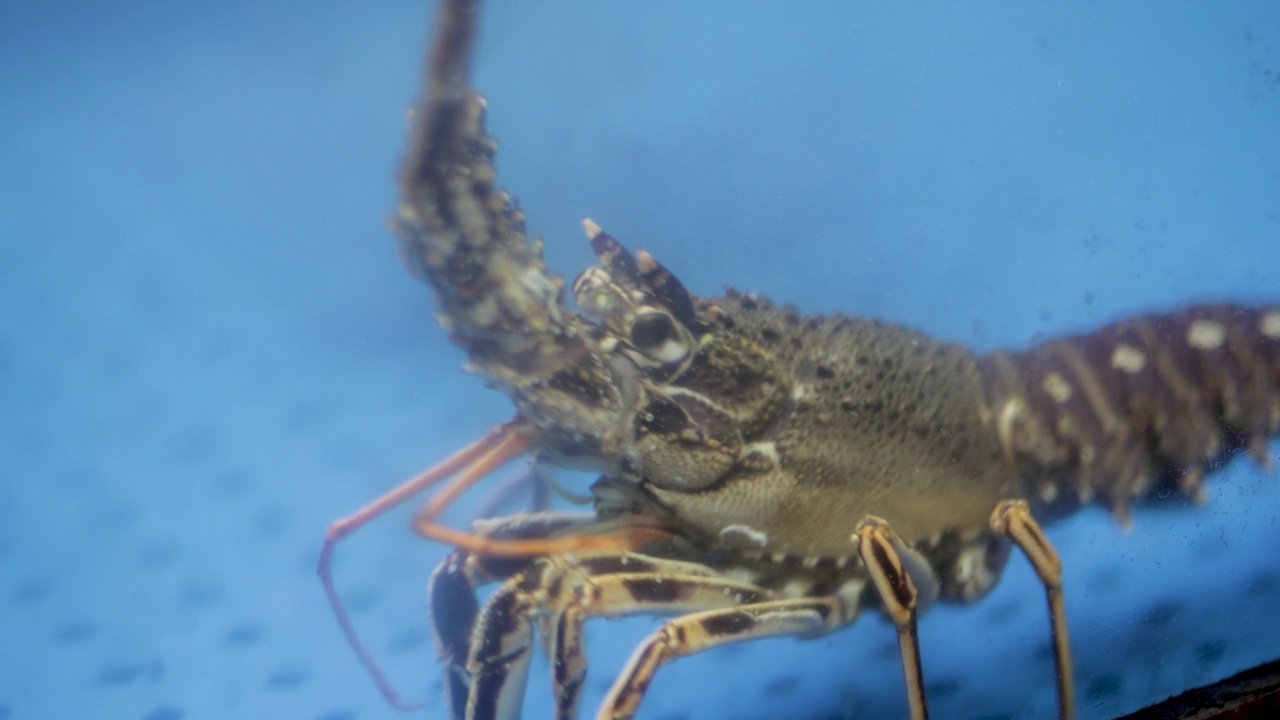 水族馆里待售的龙虾，水族馆里的小龙虾，餐馆里水族馆里有爪子的活龙虾视频素材