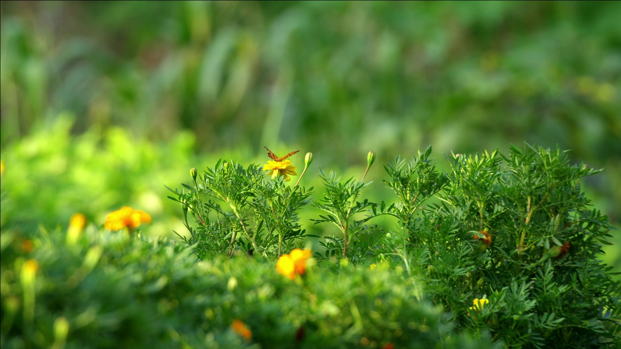 蝴蝶(Rhopalocera)坐在花上/韩国视频素材