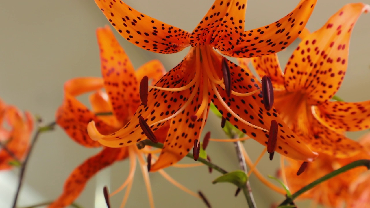 开花虎百合(Lilium lancifolium) /韩国视频素材