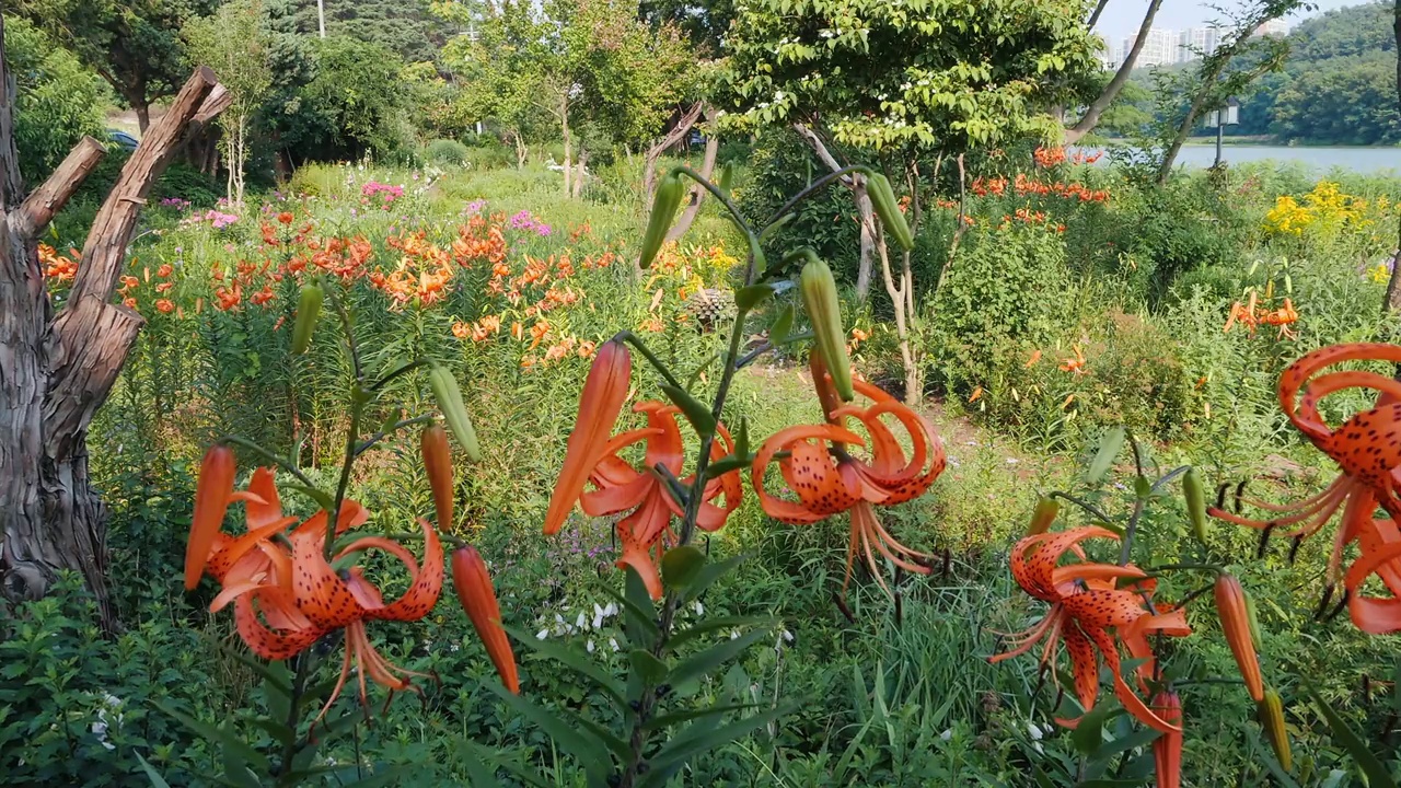 虎百合(Lilium lancifolium)向下/韩国视频素材