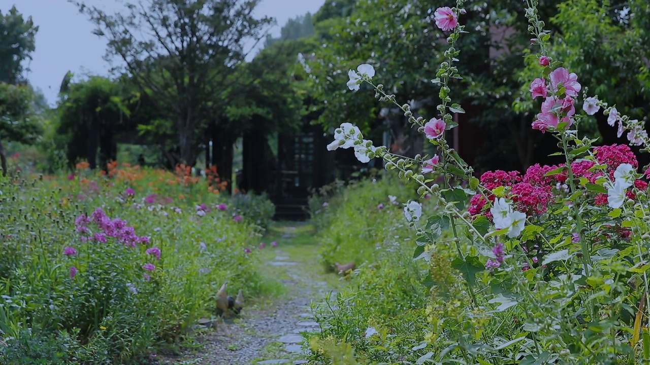 有微风的花园/韩国视频素材