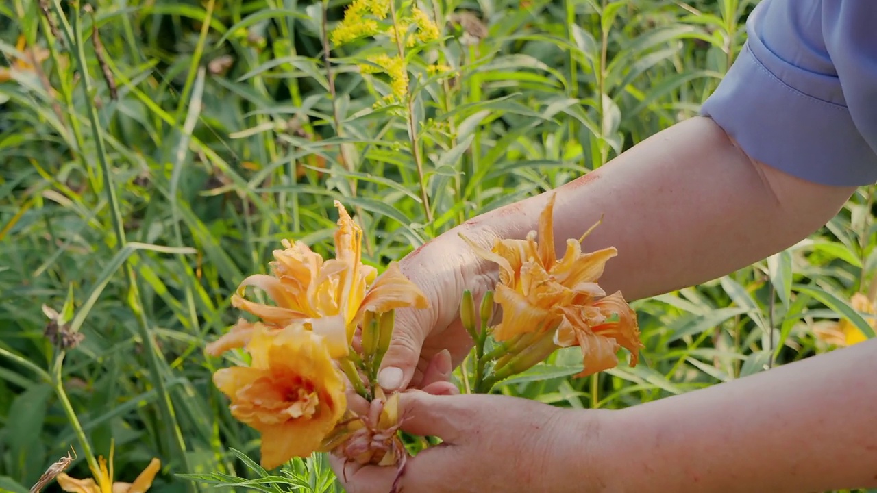 从虎百合(Lilium lancifolium)中去除蚜虫(Aphidomorpha) /韩国视频素材