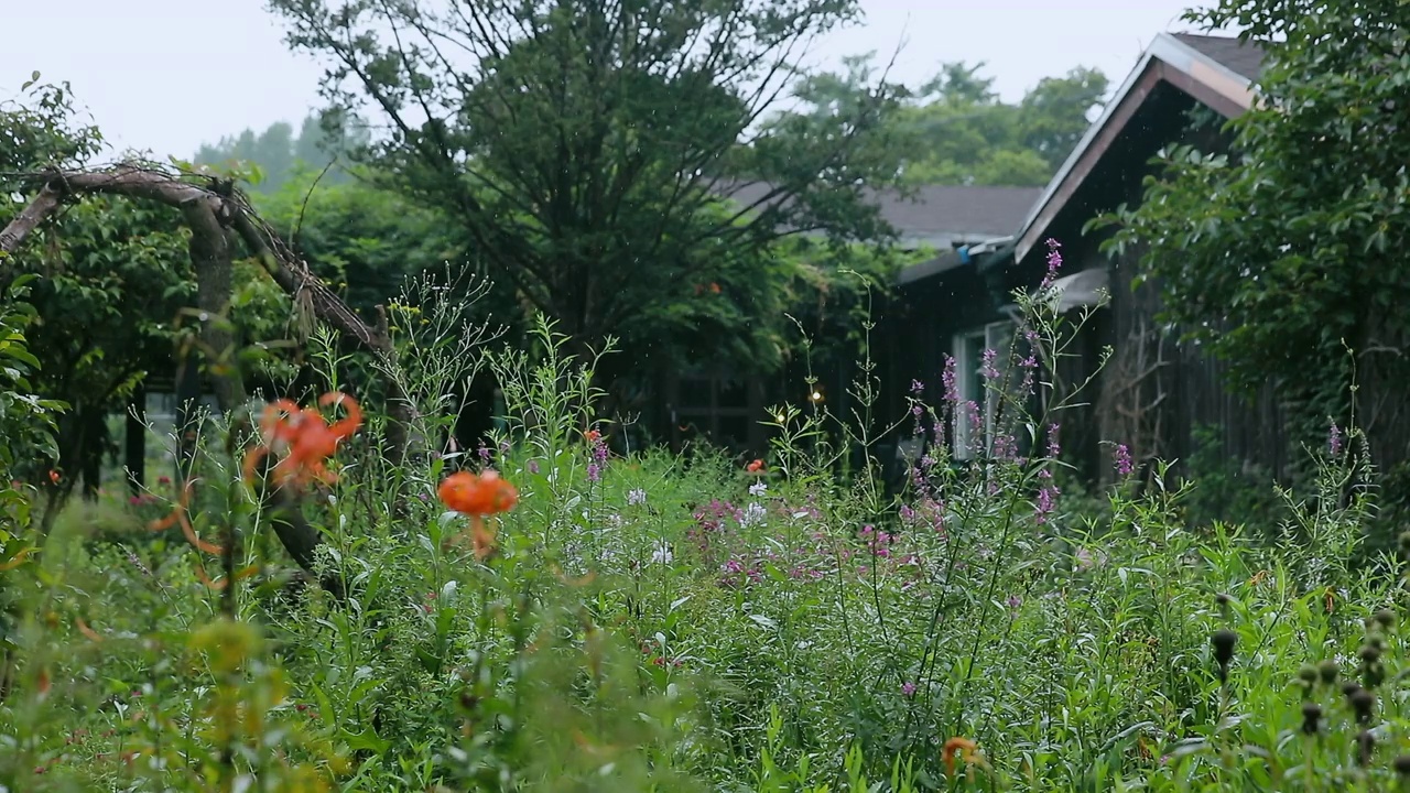 房子前面的花园/韩国视频素材