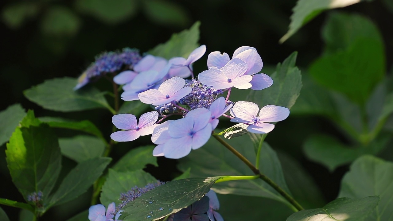 绣球花(绣球花serrata)在花园里/韩国视频素材