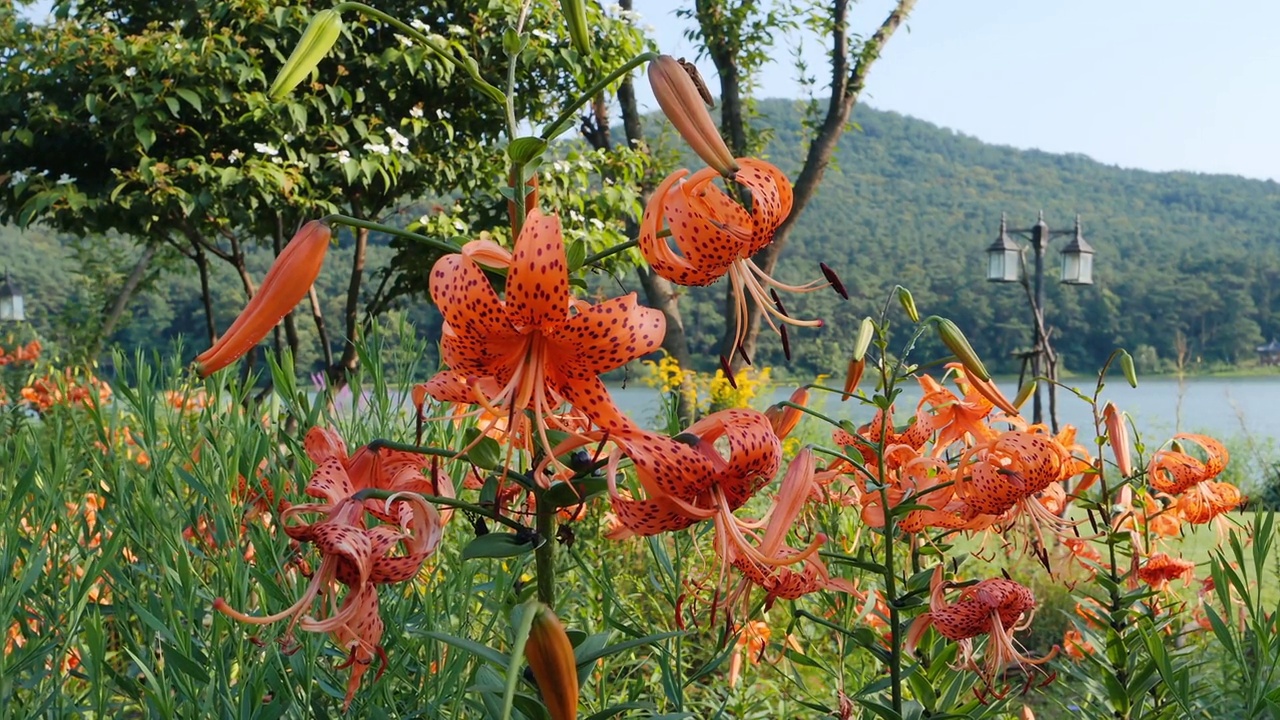 虎百合(Lilium lancifolium)空开/韩国视频素材