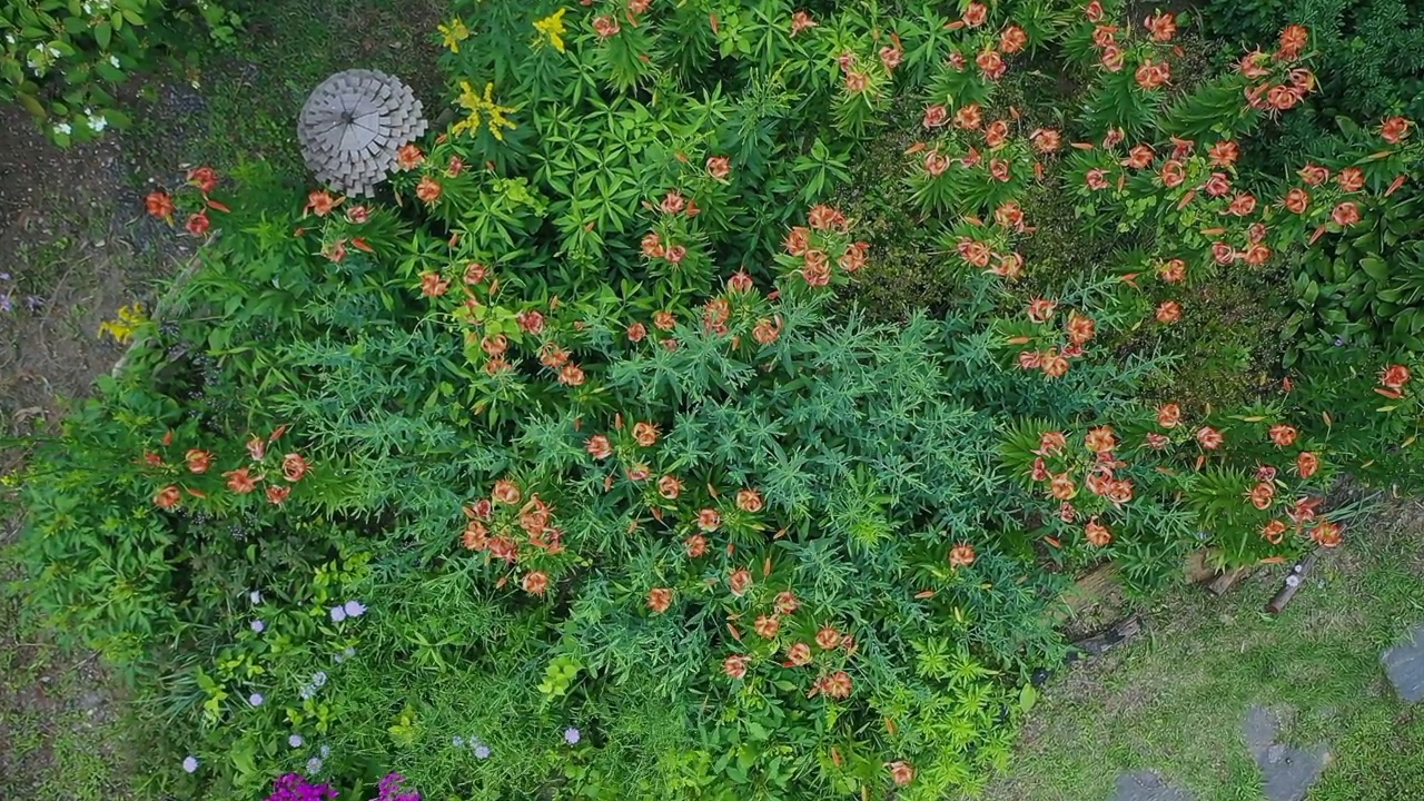 几只虎百合(Lilium lancifolium)在田野中盛开/韩国视频素材