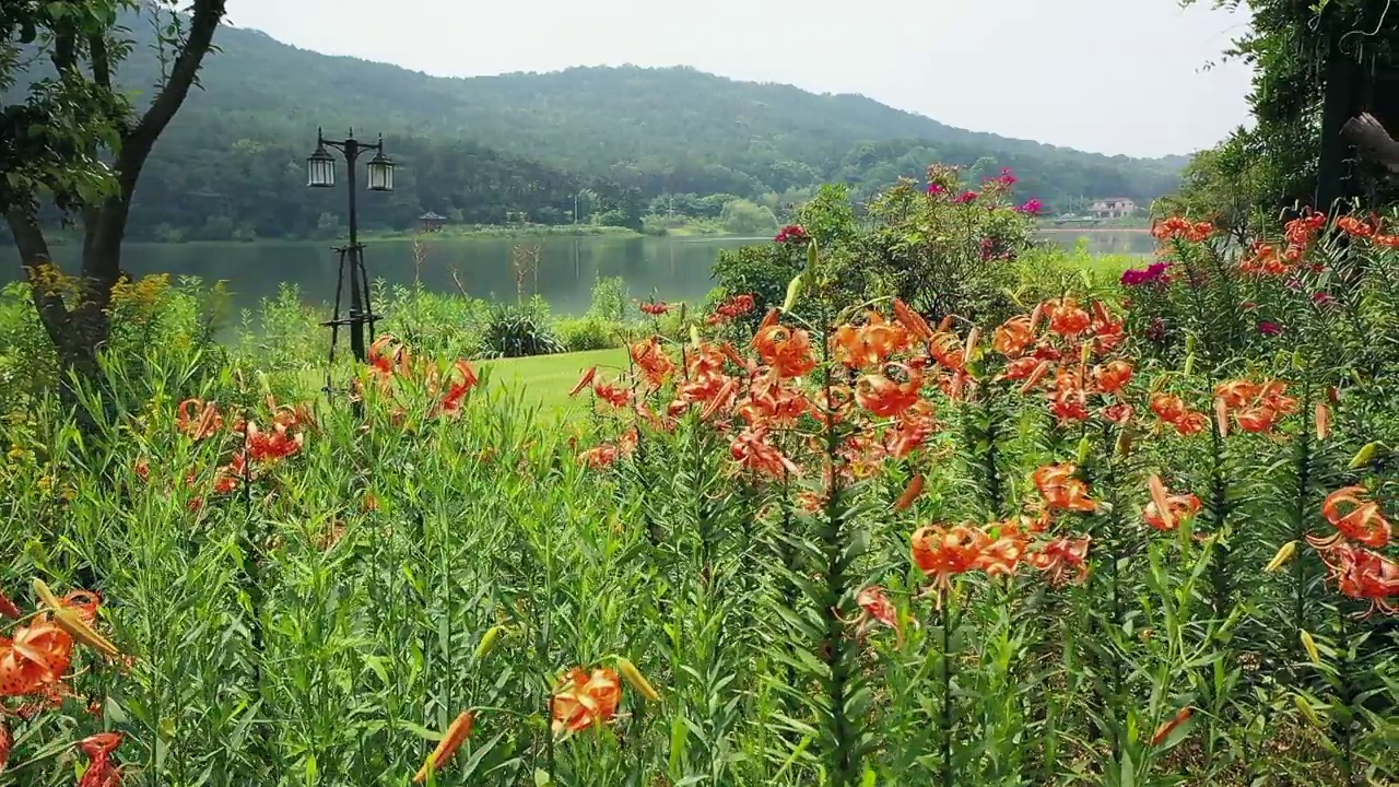 虎百合(Lilium lancifolium)在花园里/韩国视频素材