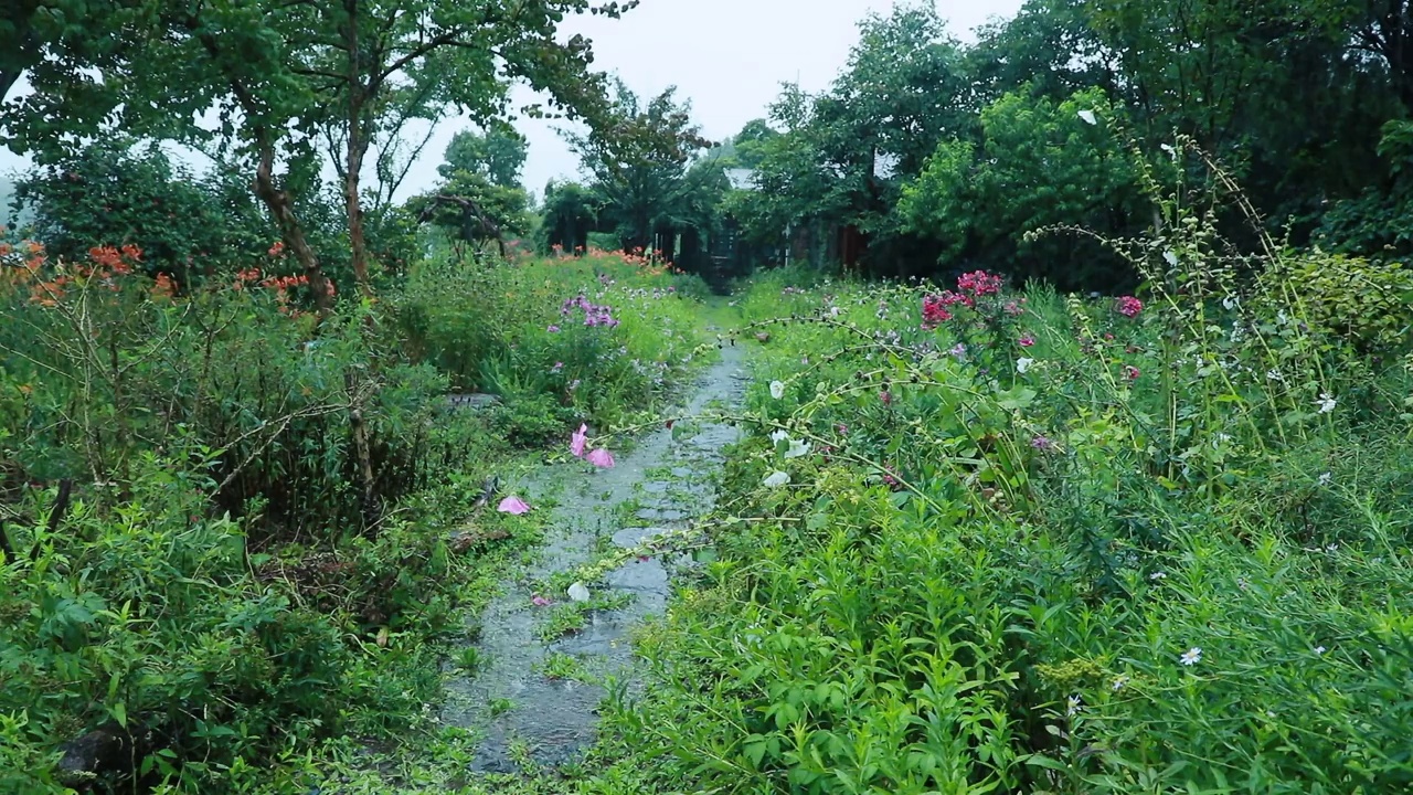 雨天花园的风景/韩国视频素材