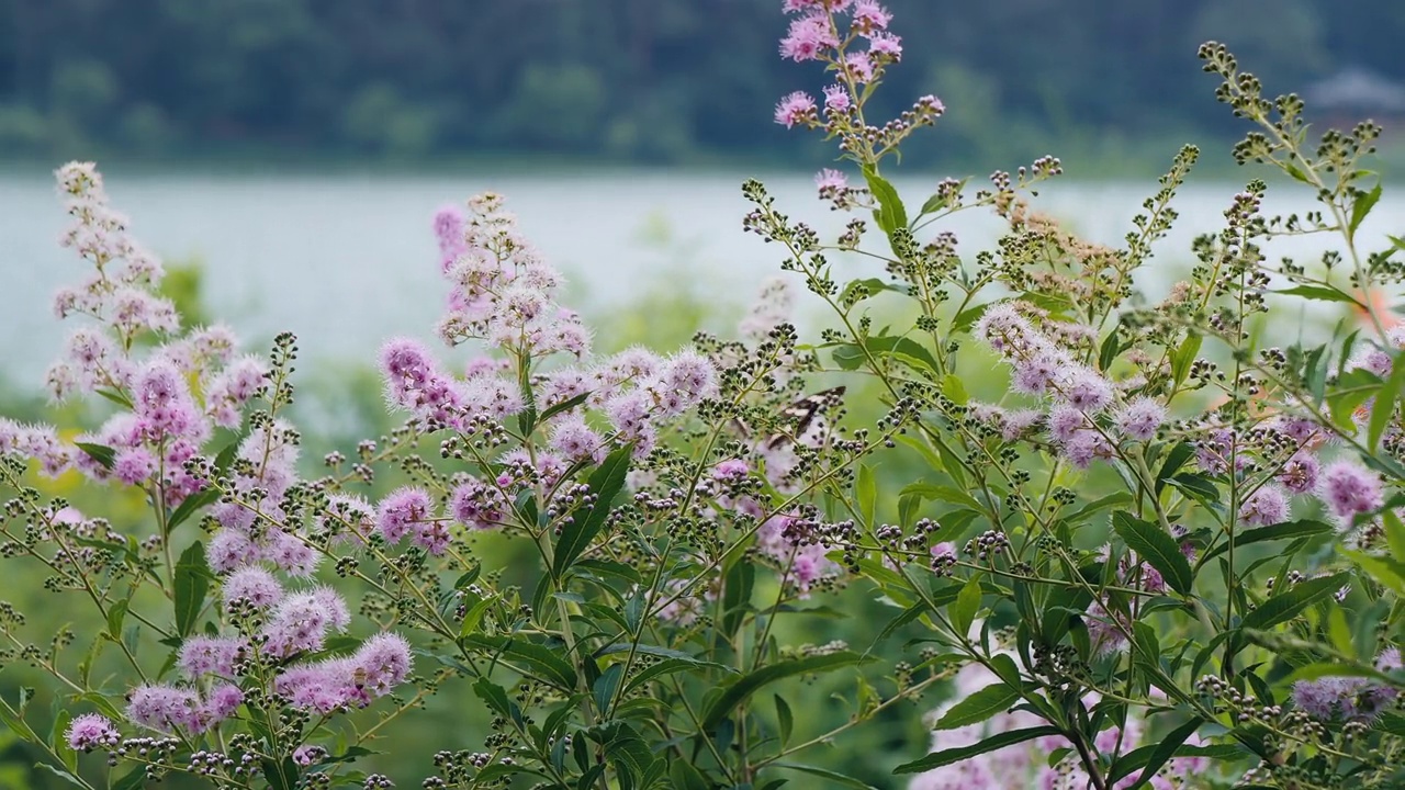 柳叶绣线菊(Spiraea salicifolia)上的蝴蝶(Rhopalocera) /韩国视频素材