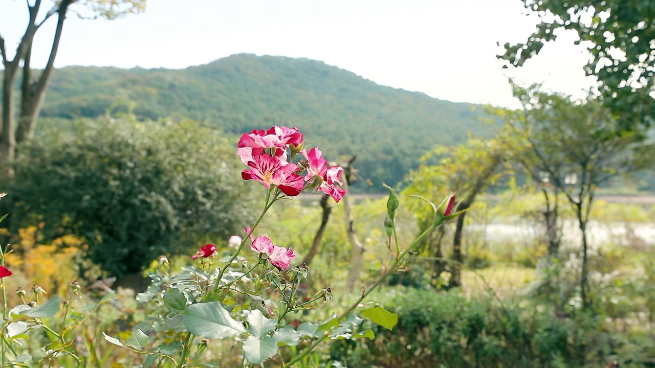 花园里的红花/韩国视频素材