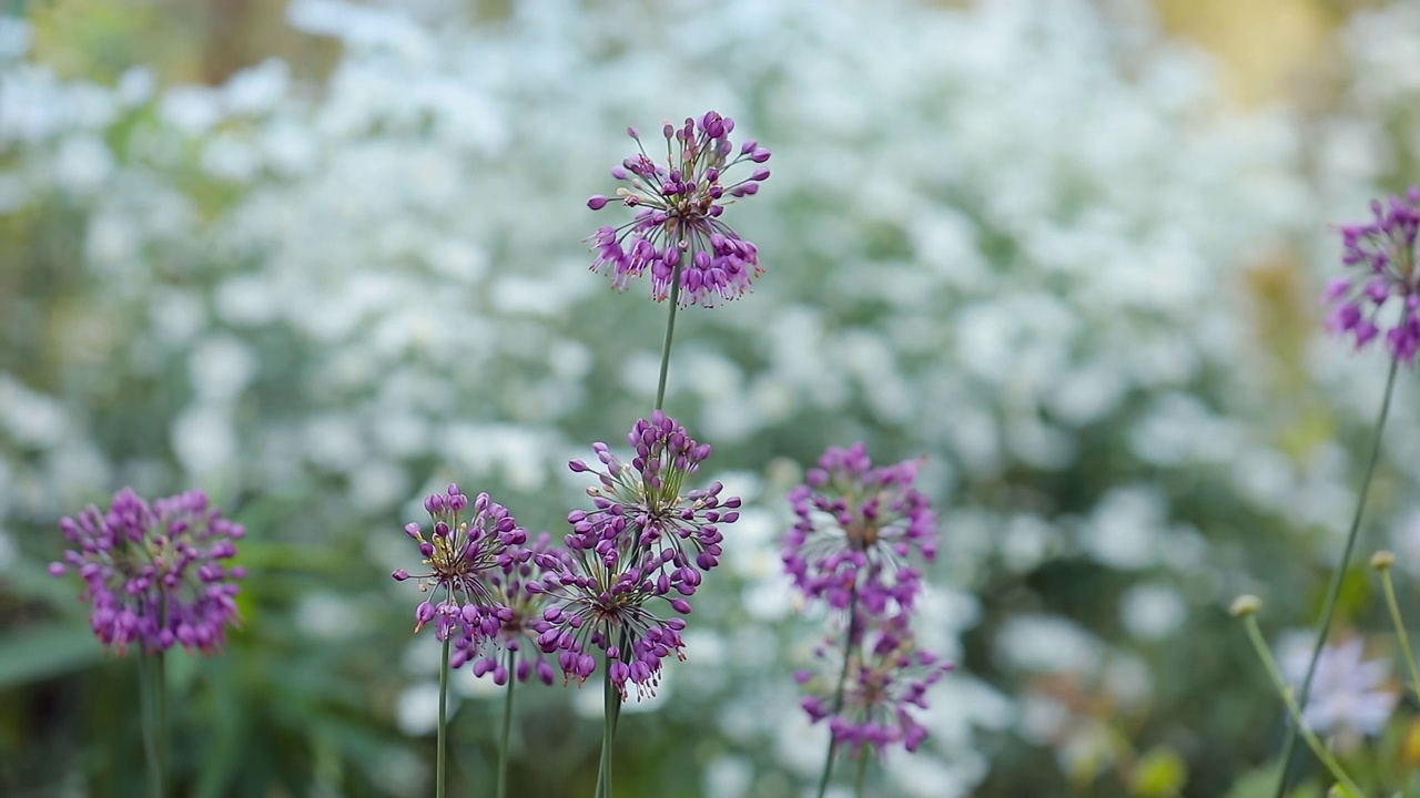 随风摇曳的葱(Allium thunbergi G. Don) /韩国视频素材