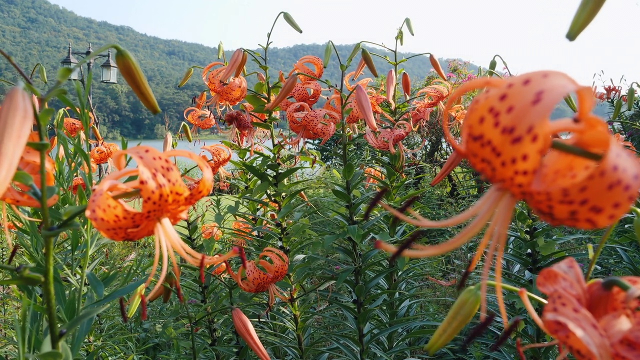 虎百合(Lilium lancifolium)在花园里盛开/韩国视频素材