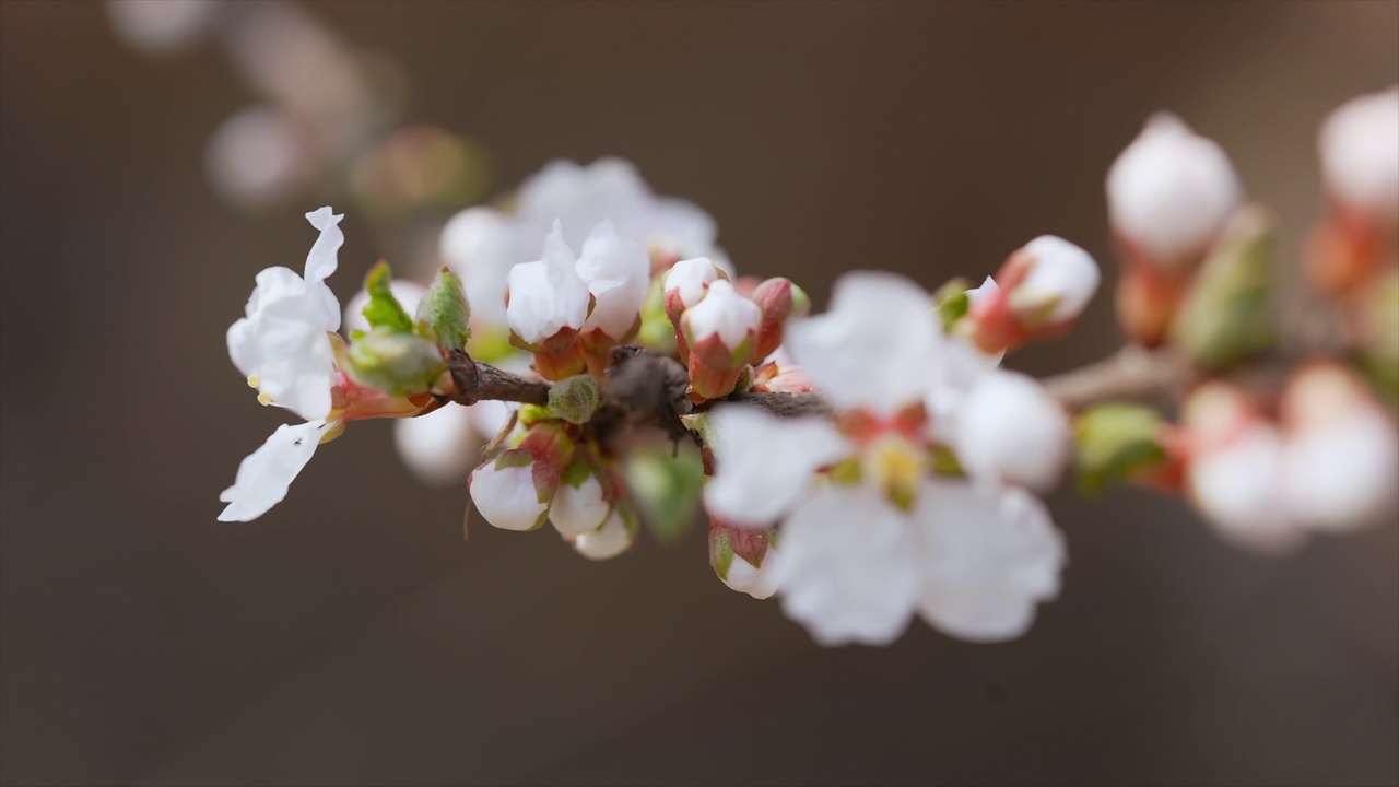 满洲樱桃(Prunus tomentosa)盛开/韩国视频素材