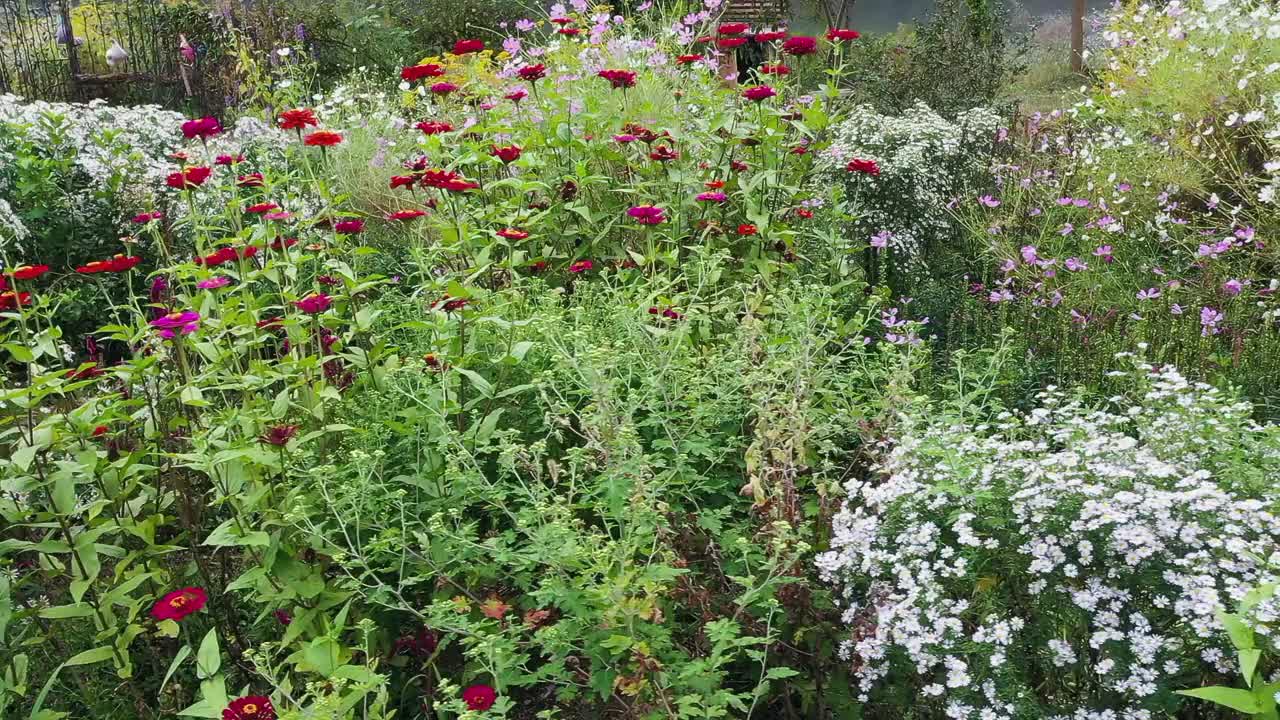 有各种鲜花的花园/韩国视频素材