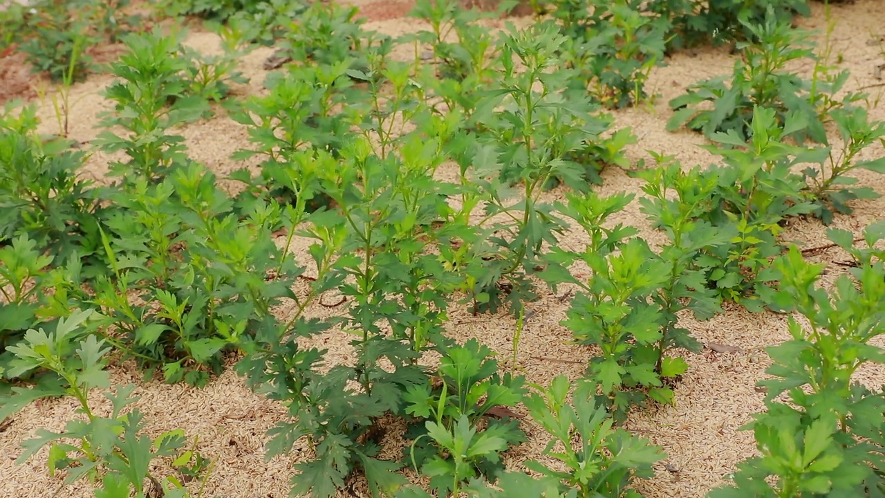 在风中摇曳的西伯利亚菊花(chrysanthemum zawadskii)芽/韩国视频素材