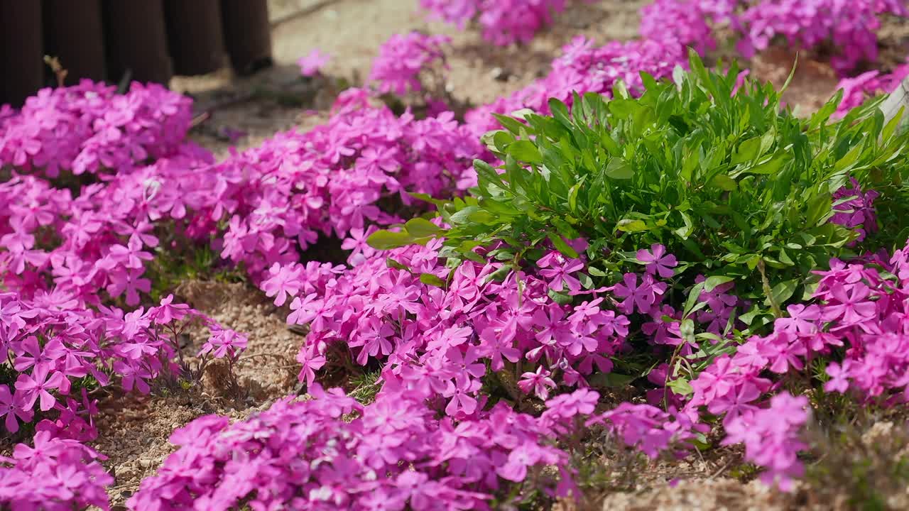 蝴蝶(Rhopalocera)坐在紫色花朵上/韩国视频素材