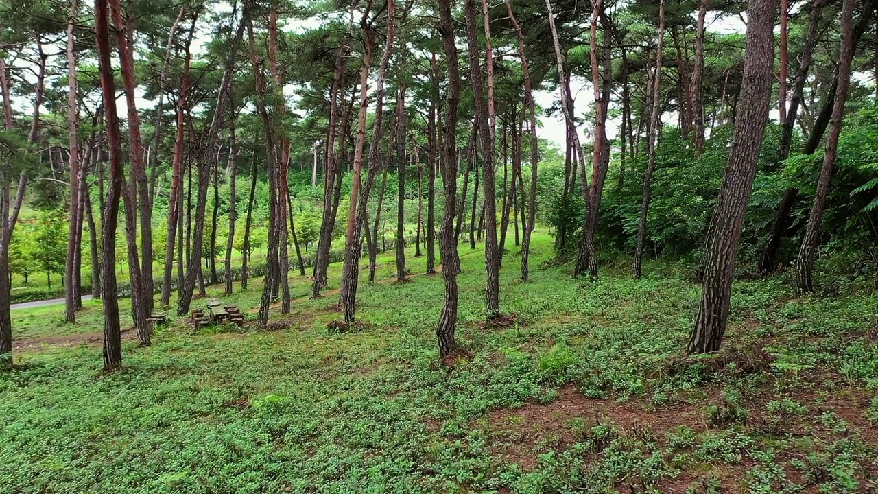 松树林/韩国视频素材