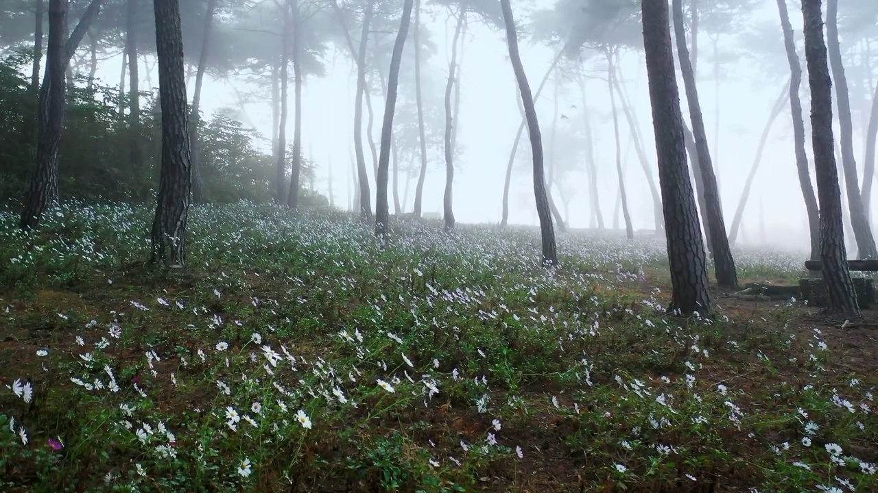 白西伯利亚菊(chrysanthemum zawadskii)田/韩国视频素材