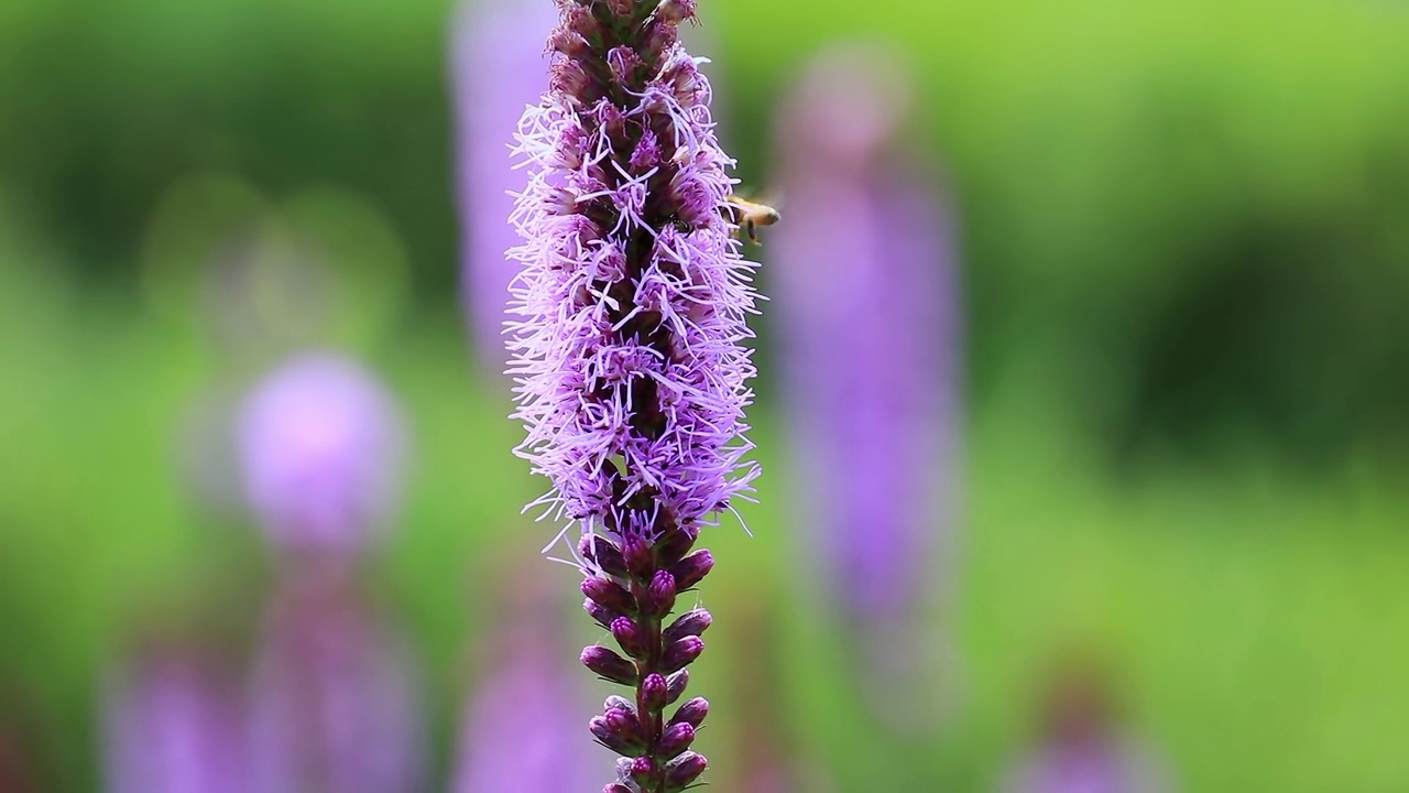 蜜蜂(Apis)盘旋在烈焰星(Liatris spicata) /韩国视频素材