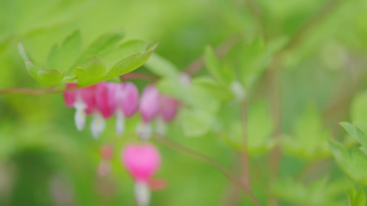 美丽的，不同寻常的，明亮的花朵。阳光明媚的日子里美丽的花朵。缓慢的运动。视频素材