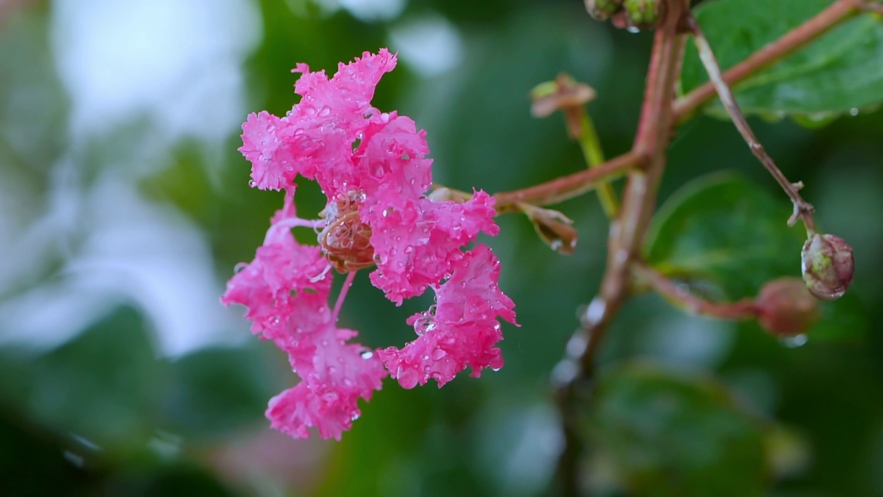 雨后露的紫薇花/韩国视频素材