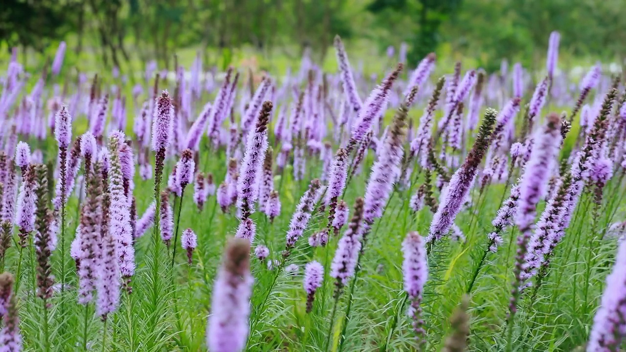 耀眼的星星(Liatris spicata)在风中摇曳/韩国视频素材