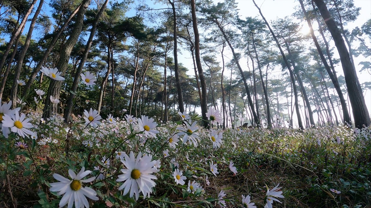 阳光下的西伯利亚菊(chrysanthemum zawadskii) /韩国全北高昌郡视频素材