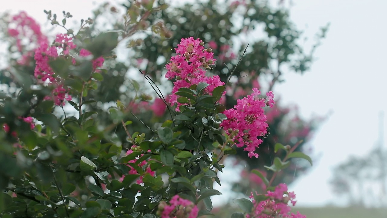 雨天观赏紫薇/韩国视频素材