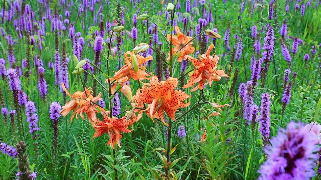 烈星(Liatris spicata)虎百合(Lilium lancifolium) /韩国视频素材