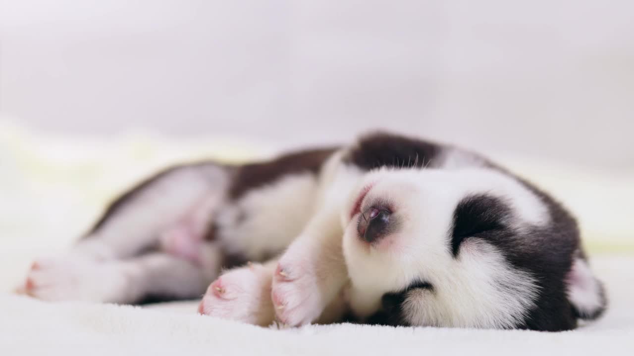 一只西伯利亚哈士奇幼犬正在白色的毯子上睡觉。可爱的纯种新生狗狗正在睡觉视频素材