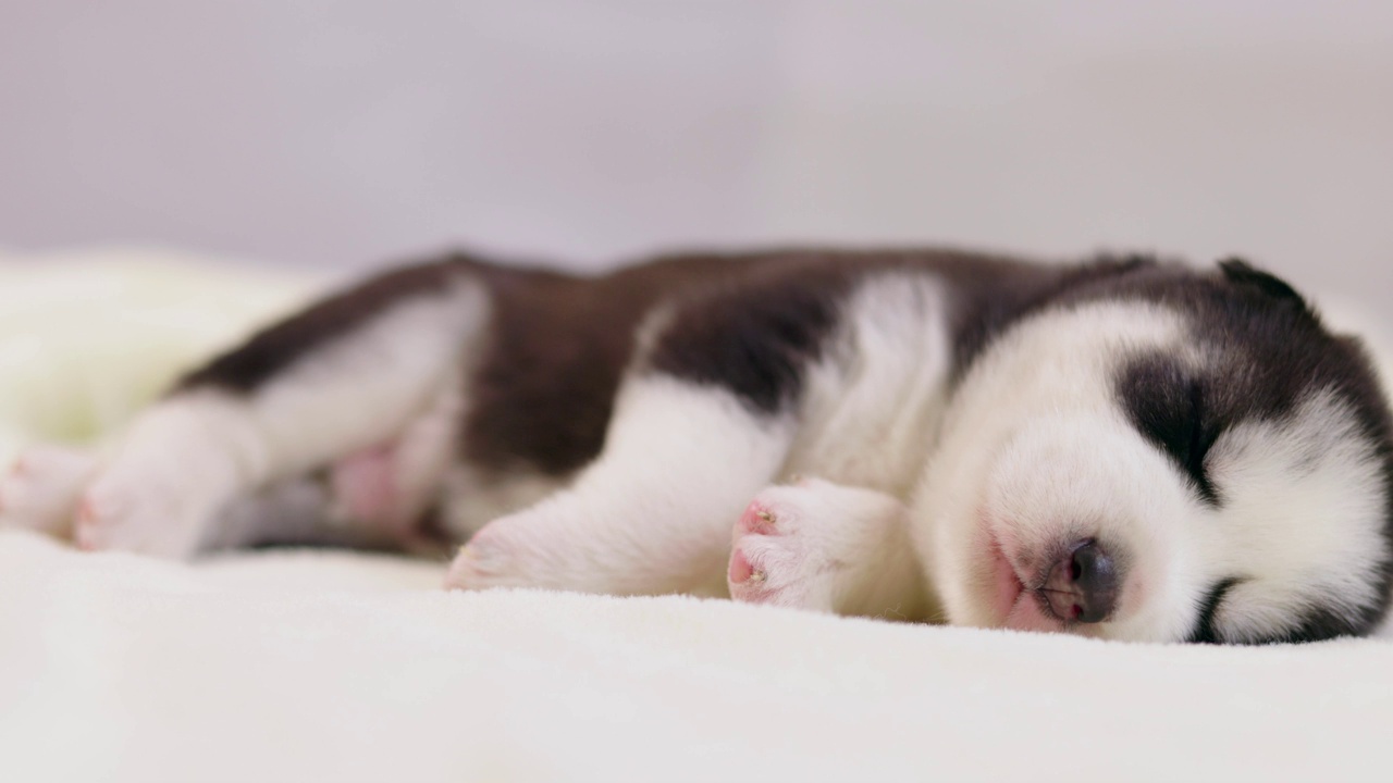 一只西伯利亚哈士奇幼犬正在白色的毯子上睡觉。可爱的纯种新生狗狗正在睡觉视频素材