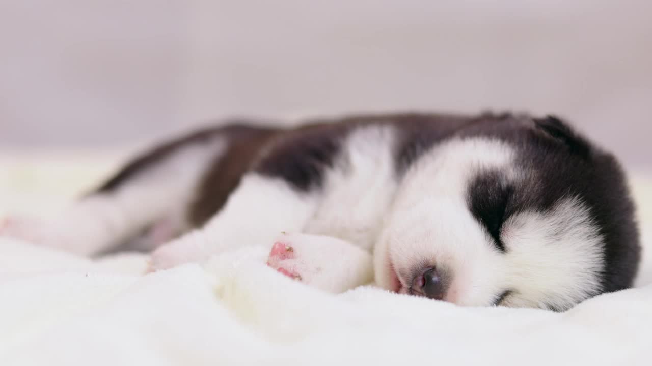 一只西伯利亚哈士奇幼犬正在白色的毯子上睡觉。可爱的纯种新生狗狗正在睡觉视频素材