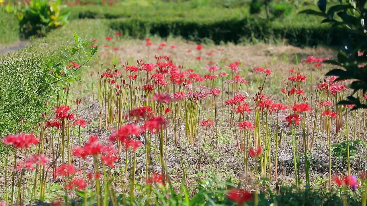 阳光下的红蜘蛛百合(石蒜)田地/韩国视频素材